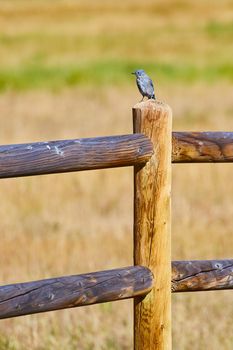 Image of Vertical wood fence post with blue bird on top