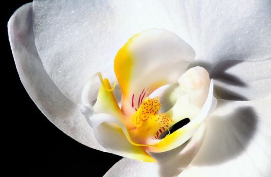 macro of the inside of an  white orchid with yellow petals