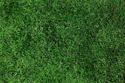 green grass texture close up. High resolution photo