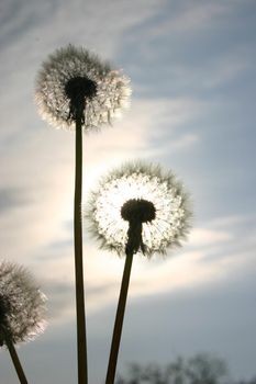 Image of Sun shines through the puffs of an old dandelion and forms a lovely halo