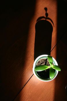 Image of A small green succulent in a pot casts a long shadow on a wooden floor ominously