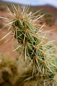 Image of Close-up of a thin long cactus covered with clusters of large, long spines
