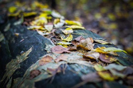 Fallen leaves among the logs. Autumn mood. High quality photo
