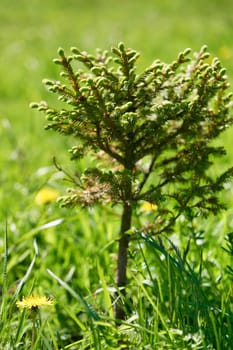 Small young green tree growing among the grass on a sunny summer day. Close up