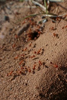 Image of A colony of red ants skitter across fine brown sand with a few strands of grass
