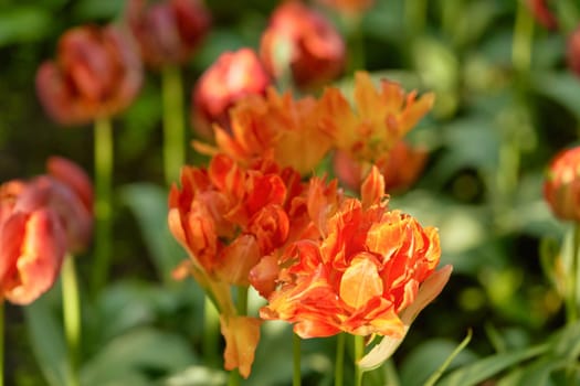 Bright flowers of tulips on a tulip field on a sunny morning, spring flowers tulips