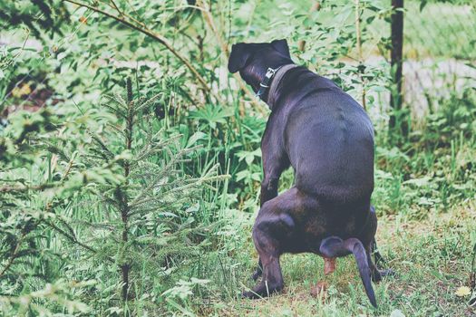 A big black dog poops in the park sitting over the grass and spreading its paws. Deification of an animal in the forest