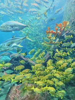 Image of Group of yellow fish and coral in aquarium