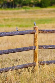 Image of Vertical desert wood fence with two blue birds