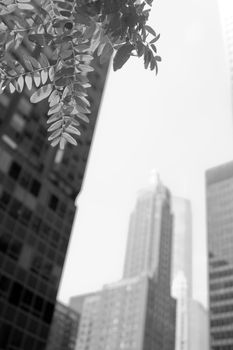 Image of Tree leaves and tall buildings black and white shot