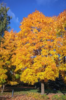 Maples with yellow leaves in the autumn park. The season is autumn.