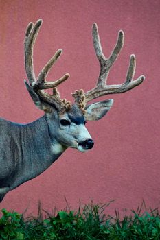 Image of Vertical close-up of large deer and beautiful antlers in suburban area against red wall background