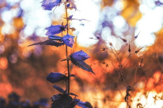 Violet flowers on abstract background