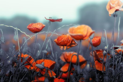 Red poppies on abstract blurred background