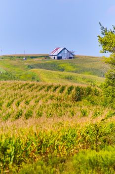 Image of Farming field of corn field rows and old barn