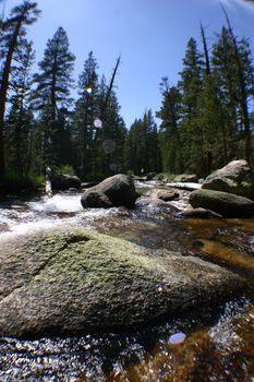 Image of Worm's eye view of a rocky river with large evergreen trees in the background