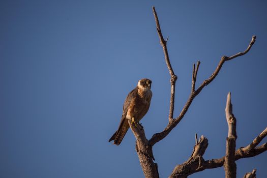 Australian Hobby/on the hunt/. High quality photo