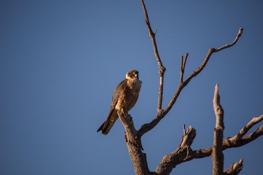 Australian Hobby/on the hunt/. High quality photo