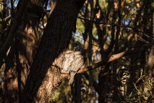 A pair of Tawny Frogmouth birds huddled together on a branch of a gum tree. High quality photo