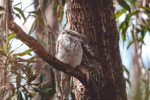 A pair of Tawny Frogmouth birds huddled together on a branch of a gum tree. High quality photo