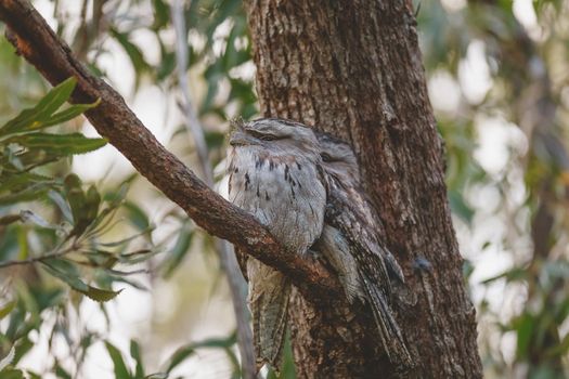 A pair of Tawny Frogmouth birds huddled together on a branch of a gum tree. High quality photo