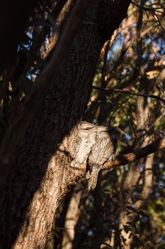 A pair of Tawny Frogmouth birds huddled together on a branch of a gum tree. High quality photo