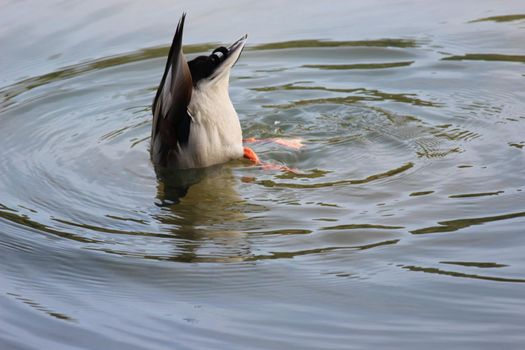 A single duck on a pond making ripples on water. Graceful mallard duck swimming upside down in deep water with ripples.