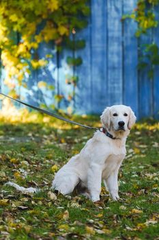 Golden retriever puppy on a leash sits on the green grass covered with autumn foliage against the background of a blue wooden fence. Autumn portrait for your beloved fluffy friend