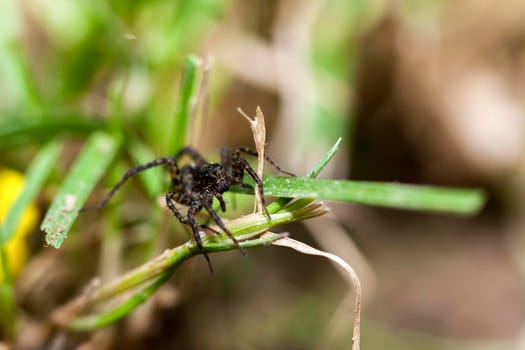 A black and dark brown jumping spider on the green blade of grass. Face and eyes focused.