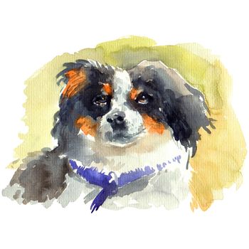 Watercolor illustration - portrait fluffy dog, hand drawn sketch on white background