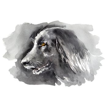 Watercolor illustration - portrait of dark black big dog, hand drawn sketch on white background