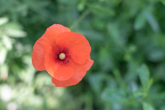 beautiful red poppy on a green background. High quality photo