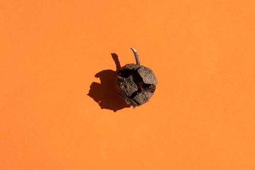 a cypress cone with a hard shadow on a orange background. High quality photo