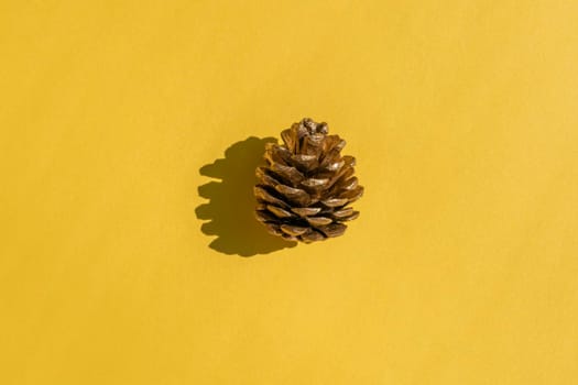 a fir cone with a hard shadow on an yellow background. High quality photo