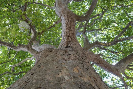 green crown of a sycamore tree view from below. High quality photo