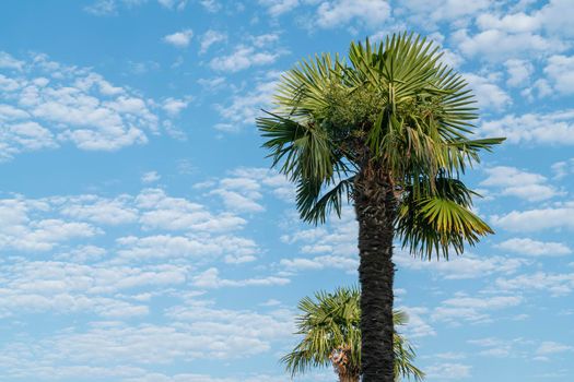 palm trees against a blue sky. High quality photo