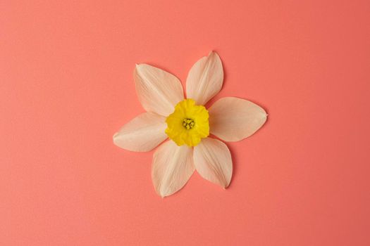 narcissus flower close-up on a pink background. High quality photo