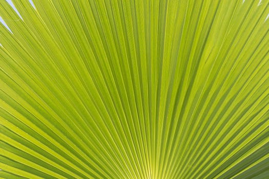 green palm leaf close-up against the blue sky. High quality photo