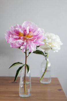 Beautiful fresh pink and white peonies in glass vase on grey background.Modern still life.Natural floral background side view