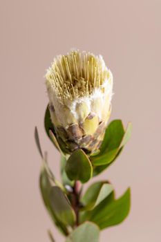 Exotic flower Protea and shadow on beige background close up . poster. Minimal floral plant concept side view