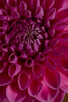 Pink Dahlia Flower on brown background. Beautiful ornamental blooming garden plant with clipping path macro view