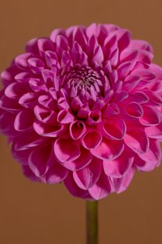 Pink Dahlia Flower on brown background. Beautiful ornamental blooming garden plant with clipping path macro view