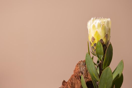 Exotic flower Protea with shadows and stone on beige background close up . poster. Minimal floral plant concept still life side view