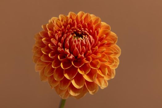 Beautiful orange coloured sunny Dahlia flower texture, close up view , flower on brown background macro