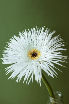 A closeup shot of a still life of white flower on pastel green background, aesthetic composition side view