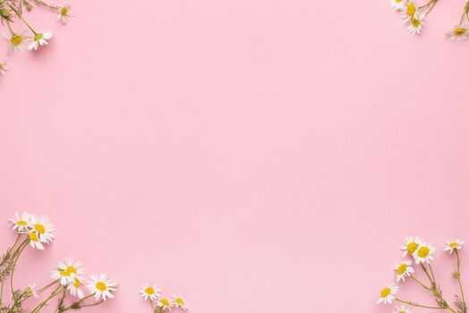 Chamomile flowers on pink background .Daisies background with copy space . Summer background.Chamomile field top view