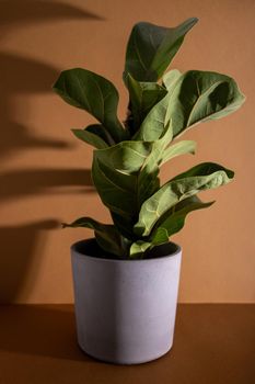 Green leaves of Fiddle Fig or Ficus Lyrata. Fiddle-leaf fig tree the popular ornamental tropical houseplant on brown background. Air purifying plants for home, Houseplants With Health Benefits vertical view