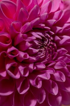 Pink Dahlia Flower on brown background. Beautiful ornamental blooming garden plant with clipping path macro view