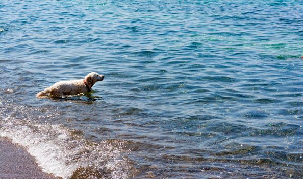 Dog running on seawater, at Messinia, Greece.