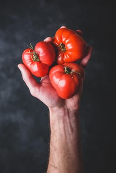 Hand holding fresh red tomatoes. View from above